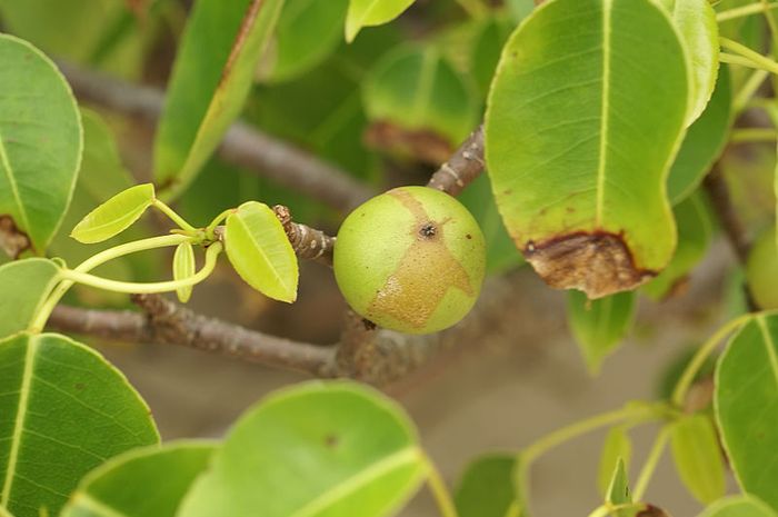 76 Gambar Pohon Apel Hijau HD 76 Gambar Pohon Apel Hijau HD
