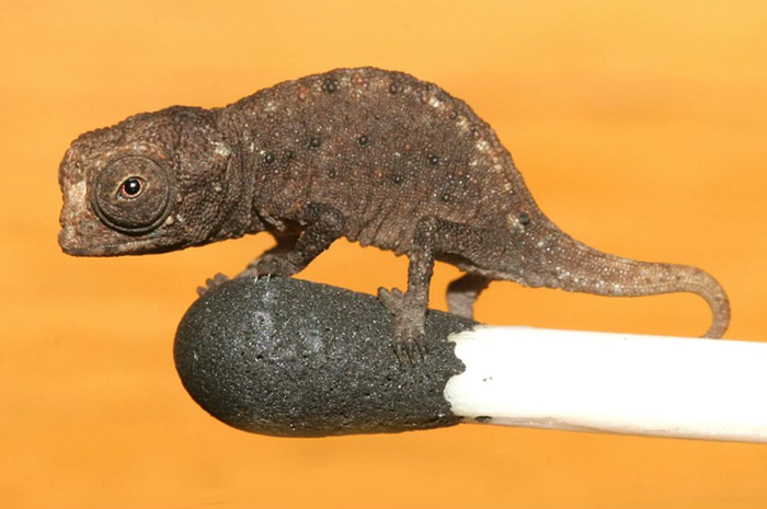 Seperti Komodo Hewan Hewan Ini Hanya Hidup Di Satu Tempat Apa