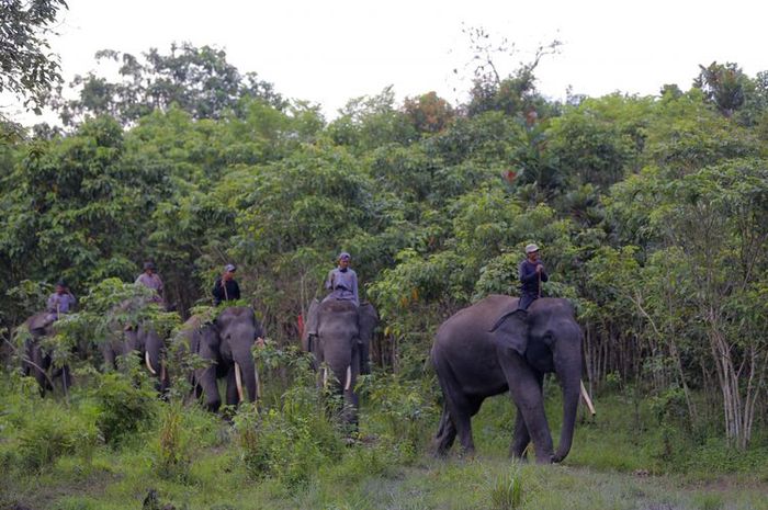 Sekolah gajah di Taman Nasional Way Kambas.