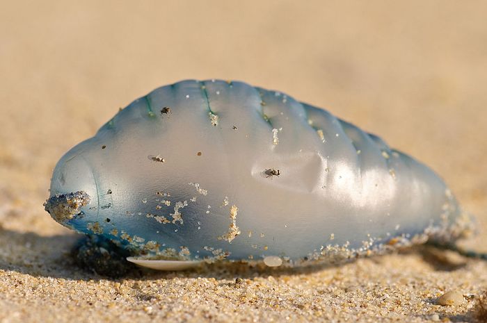Terlihat Seperti Balon Ternyata Ini Hewan Laut Yang Berbahaya Lo