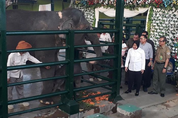 Unduh 95 Koleksi Gambar Gajah Dan Nama Latinnya Terbaru 