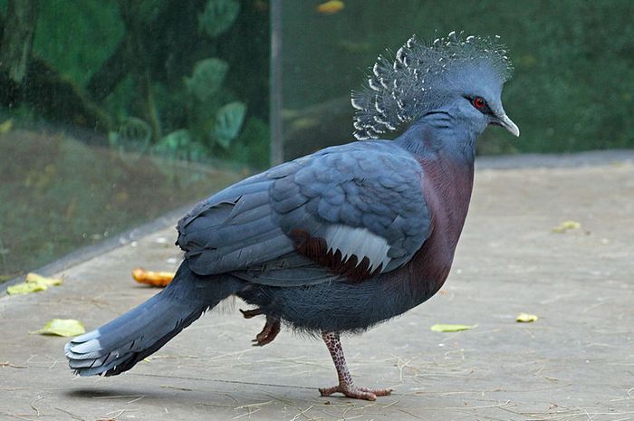 Punya Bulu Dan Mahkota Yang Cantik Jenis Burung Apa Ini Ya