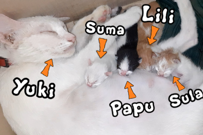 Sebelum Siapkan Tempatnya Ketahui Ciri Ciri Kucing Yang