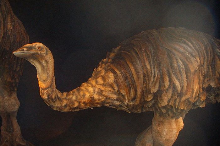 Mirip Emu Dan Burung Unta Burung Gajah Juga Pernah Ada Lo