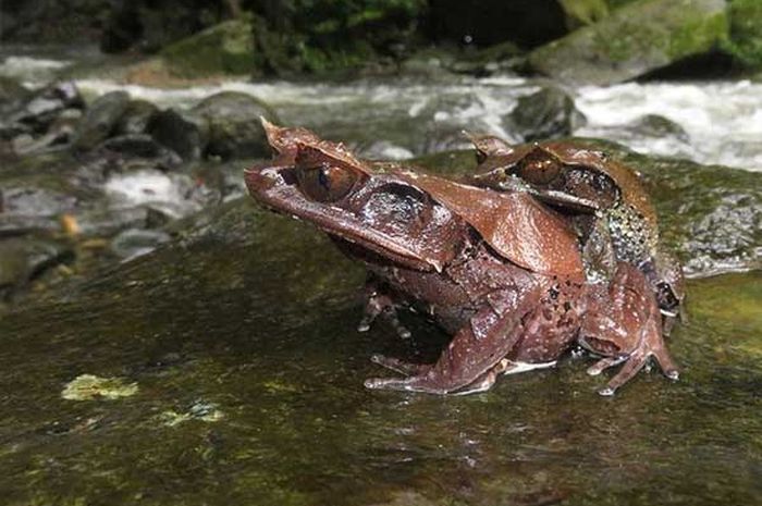 Wah Ada Spesies Katak Tanduk Baru Yang Ditemukan Di Kalimantan