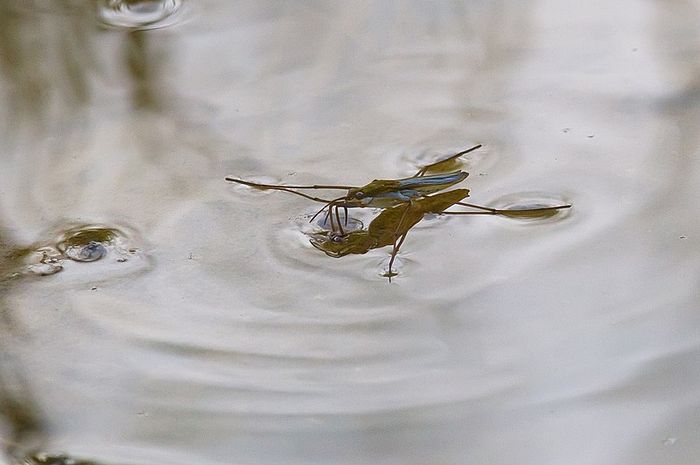 Serangga dapat berjalan pada permukaan air karena