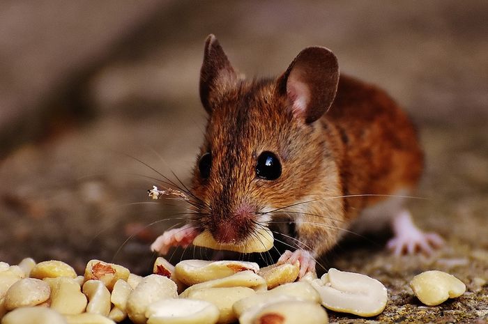 Cara mengusir tikus dengan baking soda