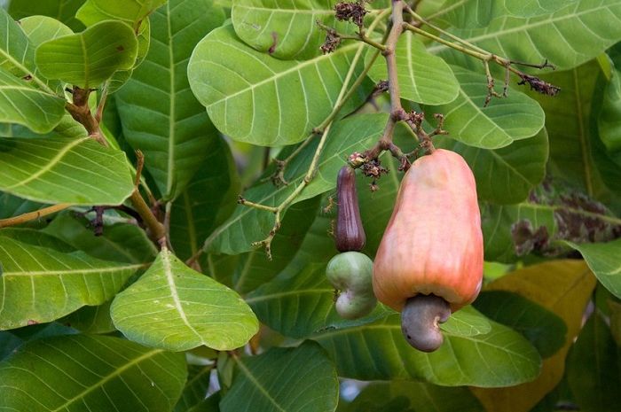 Meskipun Disebut Kacang Ternyata Mete Merupakan Keluarga Buah Semua Halaman Bobo