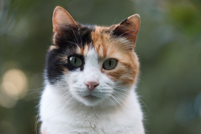 Warna Hidung Kucing Peliharaanmu Berubah? Ketahui Penyebabnya 