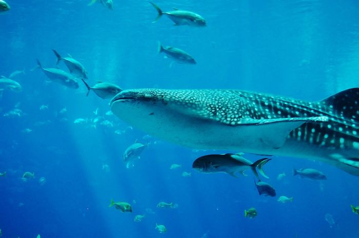 Hidup Di Dalam Air Apakah Hewan Laut Seperti Ikan Juga Pipis Seperti Hewan Di Darat Semua Halaman Bobo