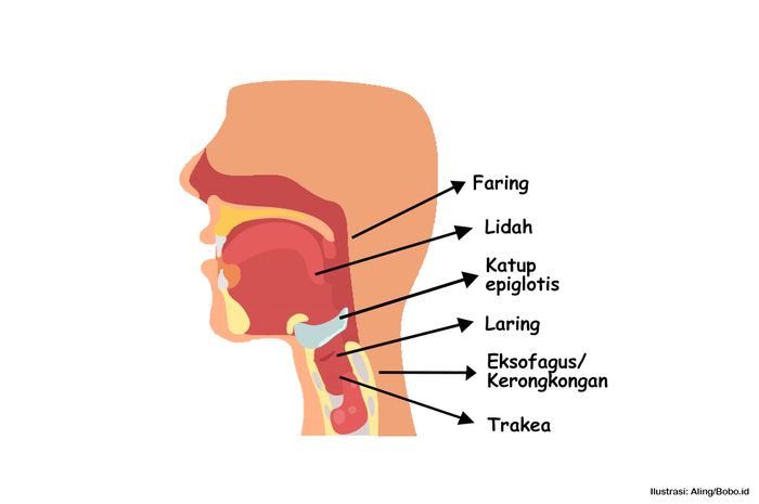 Organ yang menghubungkan antara rongga mulut dan lambung disebut