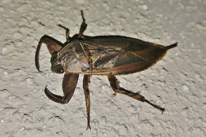 Kumbang Tanduk Serangga Penyuka Palem Greeners Co