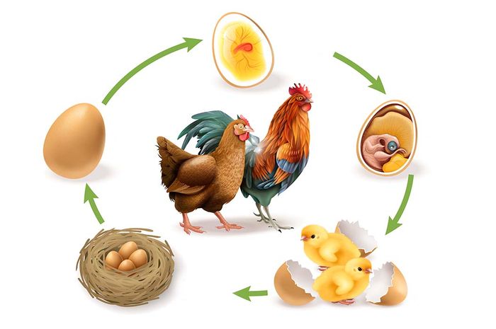 Perkembangan harus embrio lengkap dan induk individu membantu ayam pertumbuhan menjadi untuk yang Embriologi Semesta: