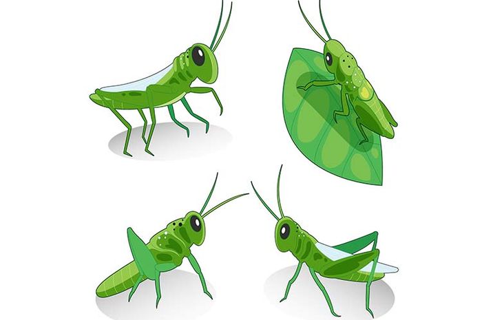 Hewan yang memiliki kesamaan daur hidup seperti belalang adalah
