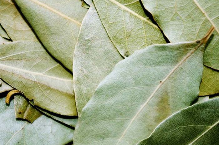 The benefits of drinking bay leaf boiled water.