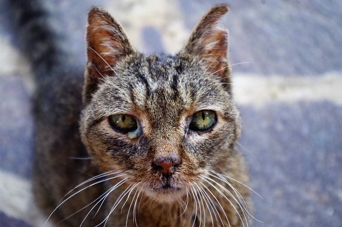 Cara Mengobati Kucing Yang Kena Flu Waspada Kucing Bisa Kena Flu Di Musim Hujan Semua Halaman Bobo