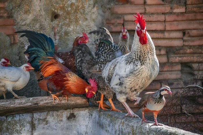 Ayam harus dijaga dengan baik agar tidak mengotori lingkungan sekitar.