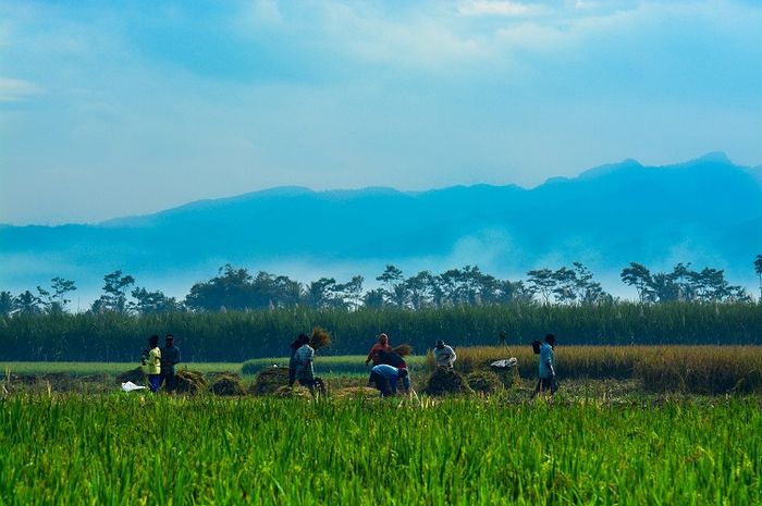 Kerja sama dilakukan masyarakat di lingkungan kehidupannya.