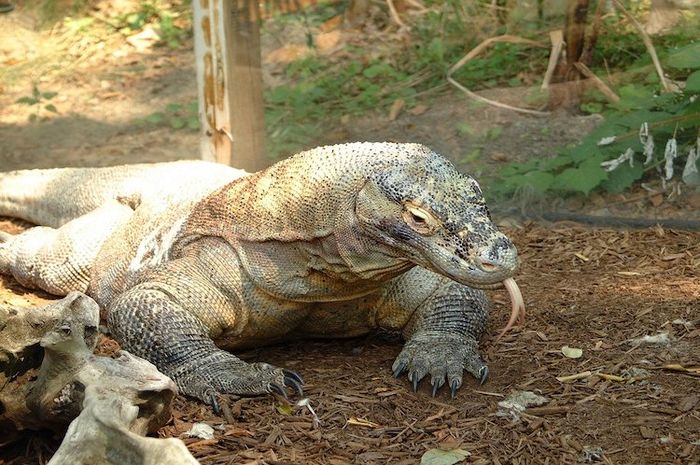 Komodo