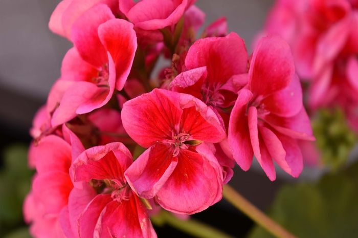 aroma geranium dapat mengusir nyamuk.