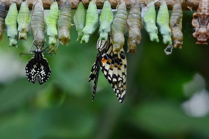 Kepompong membedakan makhluk hidup yang mengalami metamorfosis sempurna dan metamorfosis tidak sempurna.