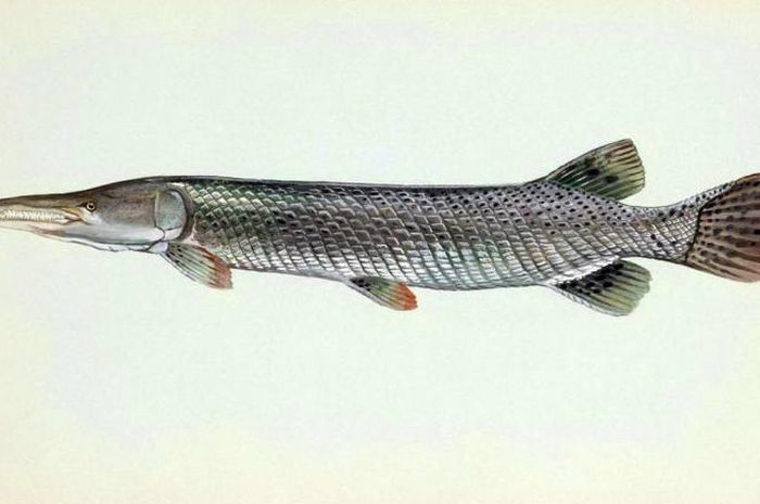 Ikan aligator adalah jenis ikan yang dilarang dipelihara di Indonesia.