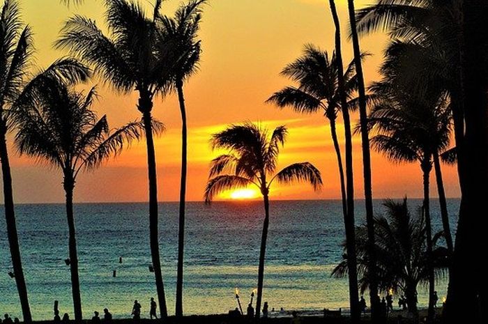 Hawaii adalah salah satu wilayah di dunia yang tidak memiliki ular berbisa.