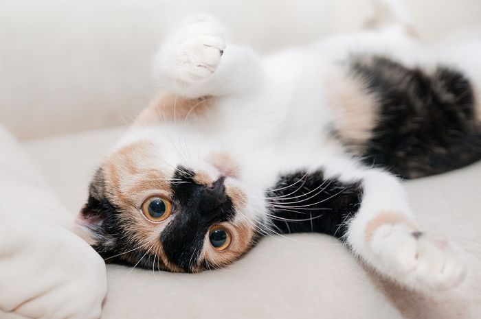 Kucing merupakan salah satu hewan peliharaan yang digemari manusia.