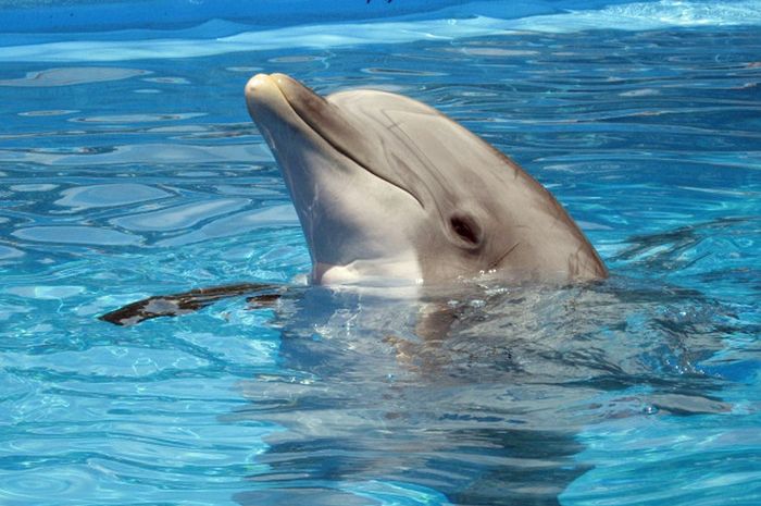 Merupakan Hewan Mamalia Laut Yang Paling Cerdas Inilah Serba Serbi Lumba Lumba Semua Halaman Bobo