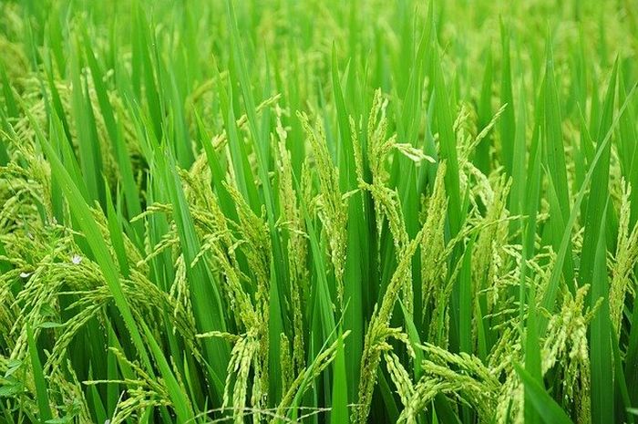 Padi berkembangbiak dengan cara generatif.