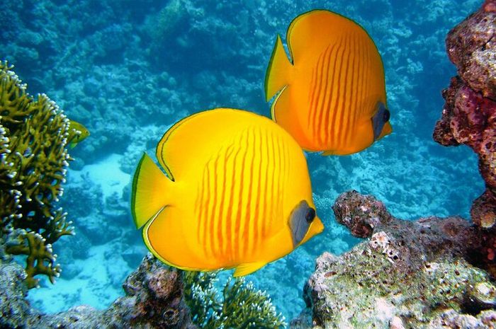 Ikan dapat mendengar seperti hewan lainnya.