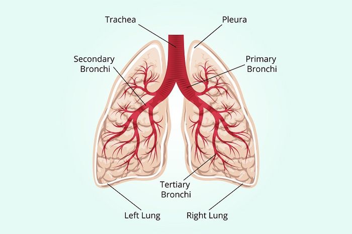 Berikut ini adalah organ-organ pernapasan manusia.