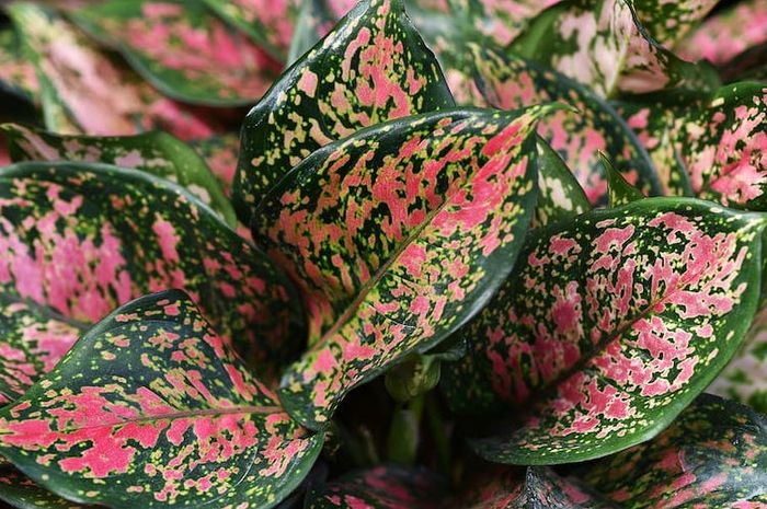Daun aglonema perlu dirawat agar sehat dan tampak mengilap.
