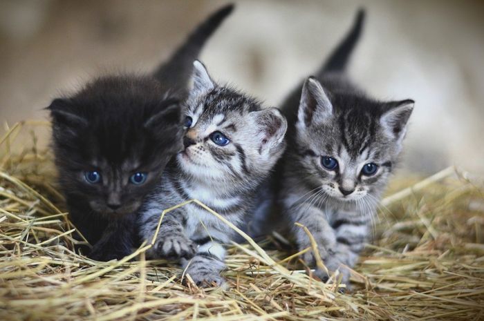 Kucing dapat membersihkan tubuhnya sendiri.