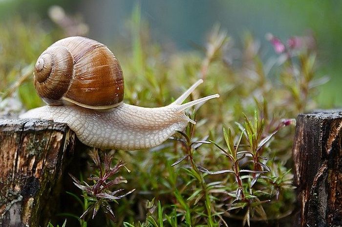Dengan adanya siput, tanah menjadi lebih subur.