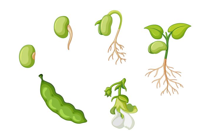 Ada banyak contoh tumbuhan yang berkembang biak dengan biji. 