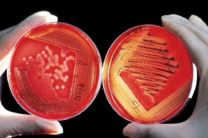 Dalam Biologi terdapat tingkatan objek yang dipelajari. 