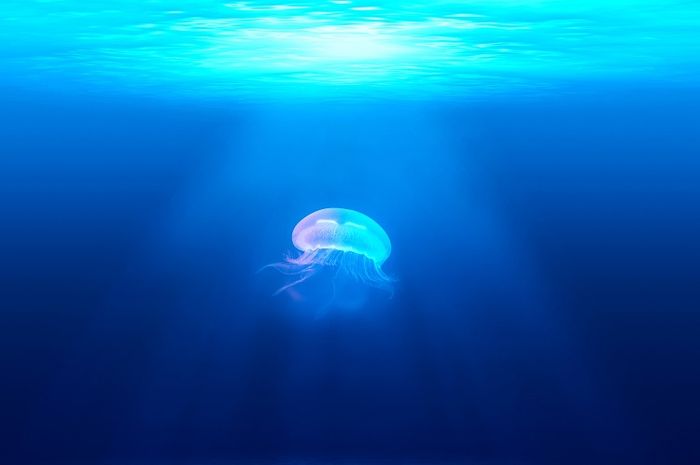 Kedalaman laut merupakan salah satu jenis biosfer yang ada di bumi.