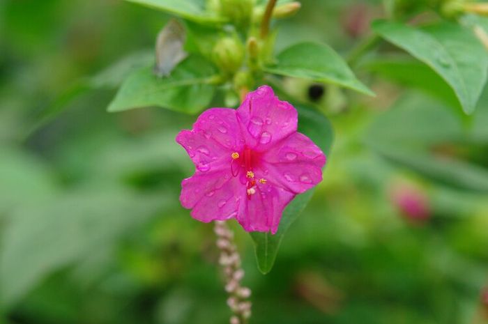 Bunga Mirabilis Jalapa merupakan salah satu jenis bunga yang melakukan gerak fotonasti.