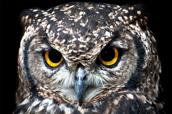 Burung hantu tidak dapat melihat hantu.