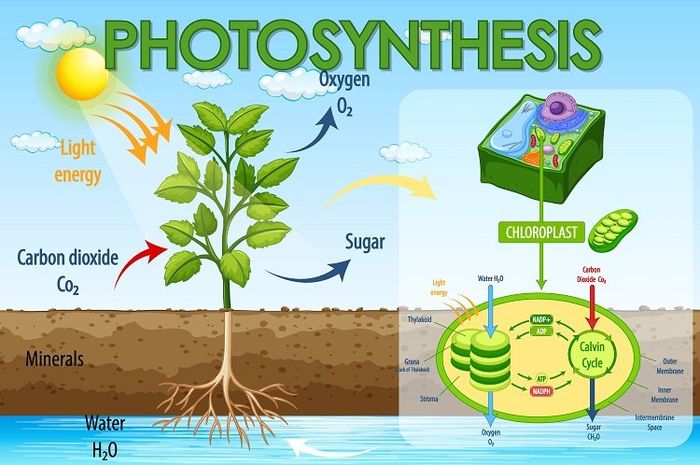 Dalam aktivitasnya, terdapat beberapa faktor yang memengaruhi fotosintesis. 
