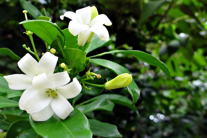 Bunga melati memiliki aroma yang harum.