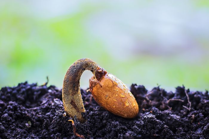 Perkecambahan memiliki tipe, yaitu tipe hipogeal dan epigeal.