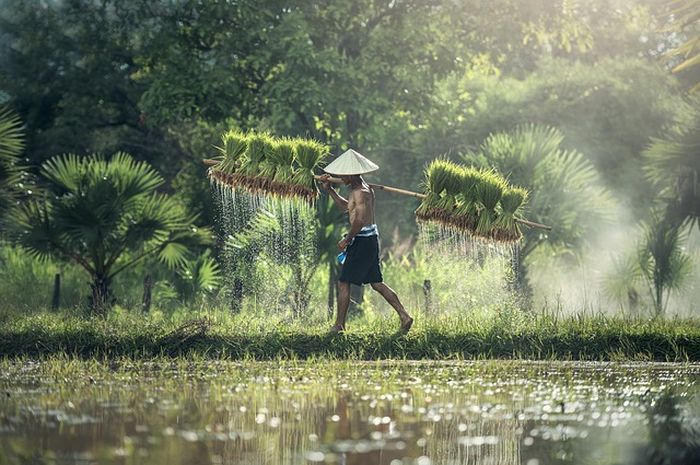 Indonesia merupakan negara agraris karena penduduknya banyak yang berprofesi sebagai petani.
