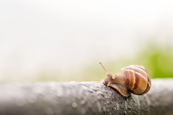 Radula yang terdapat dalam mulut siput bisa berjumlah puluhan ribu.