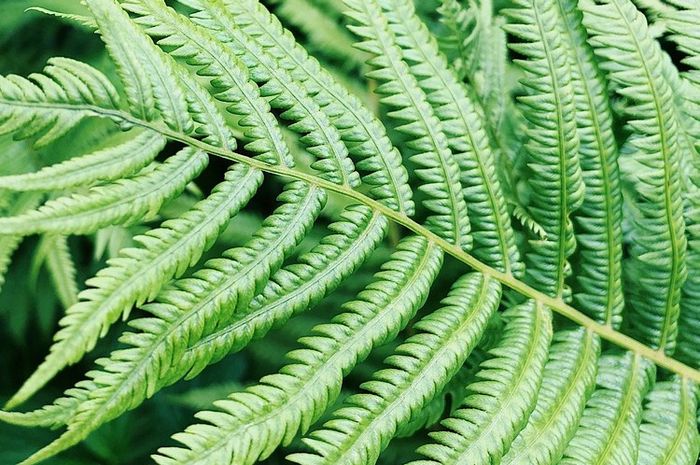 Daun Tumbuhan Paku Yang Dapat Menghasilkan Spora Disebut Daun Yang Ciri-Ciri Tumbuhan Paku, Tumbuhan yang Berkembang Biak dengan Spora - Semua Halaman - Bobo