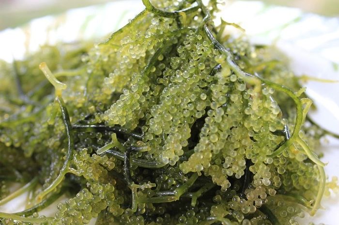 Alga merupakan salah satu jenis protista yang menguntungkan bagi manusia.