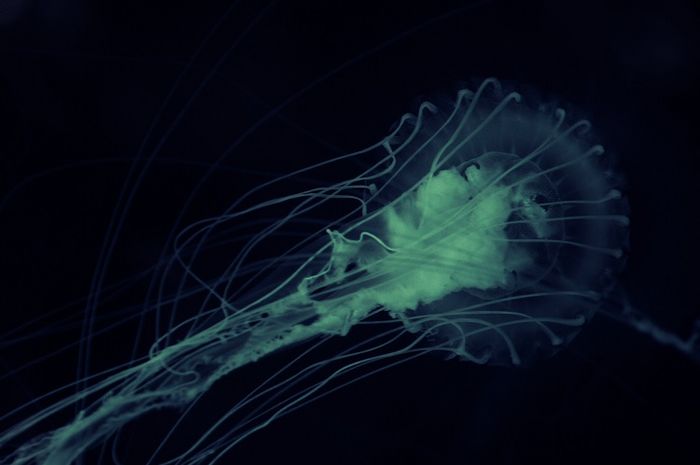 Amoeba merupakan salah satu jenis dari protista.