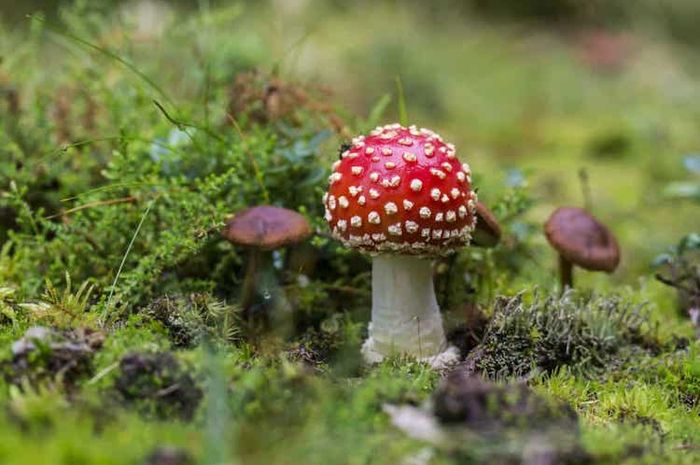 Pandangan abiogenesis dan biogenesis berkaitan dengan asal-usul kehidupan dan makhluk hidup.
