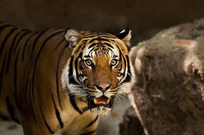 Auman harimau bisa terdengar sampai radius 3 km.